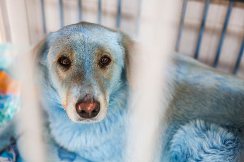 Modře zbarvení psi jsou nyní v péči veterinářů.