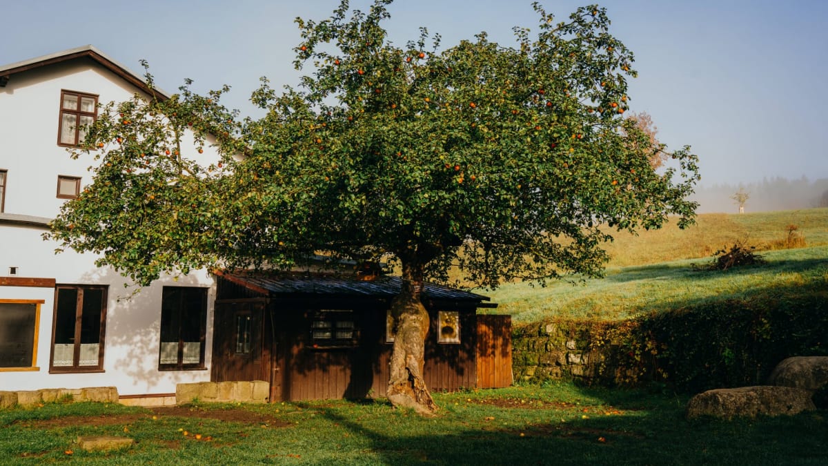 Jabloň z Broumovska, která bojuje o titul evropského stromu roku