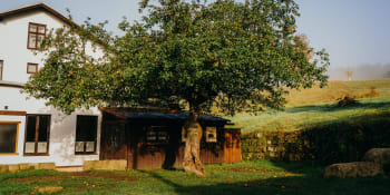 Jabloň z Broumovska bojuje o titul evropského stromu roku. Lidé pečou na podporu štrúdly