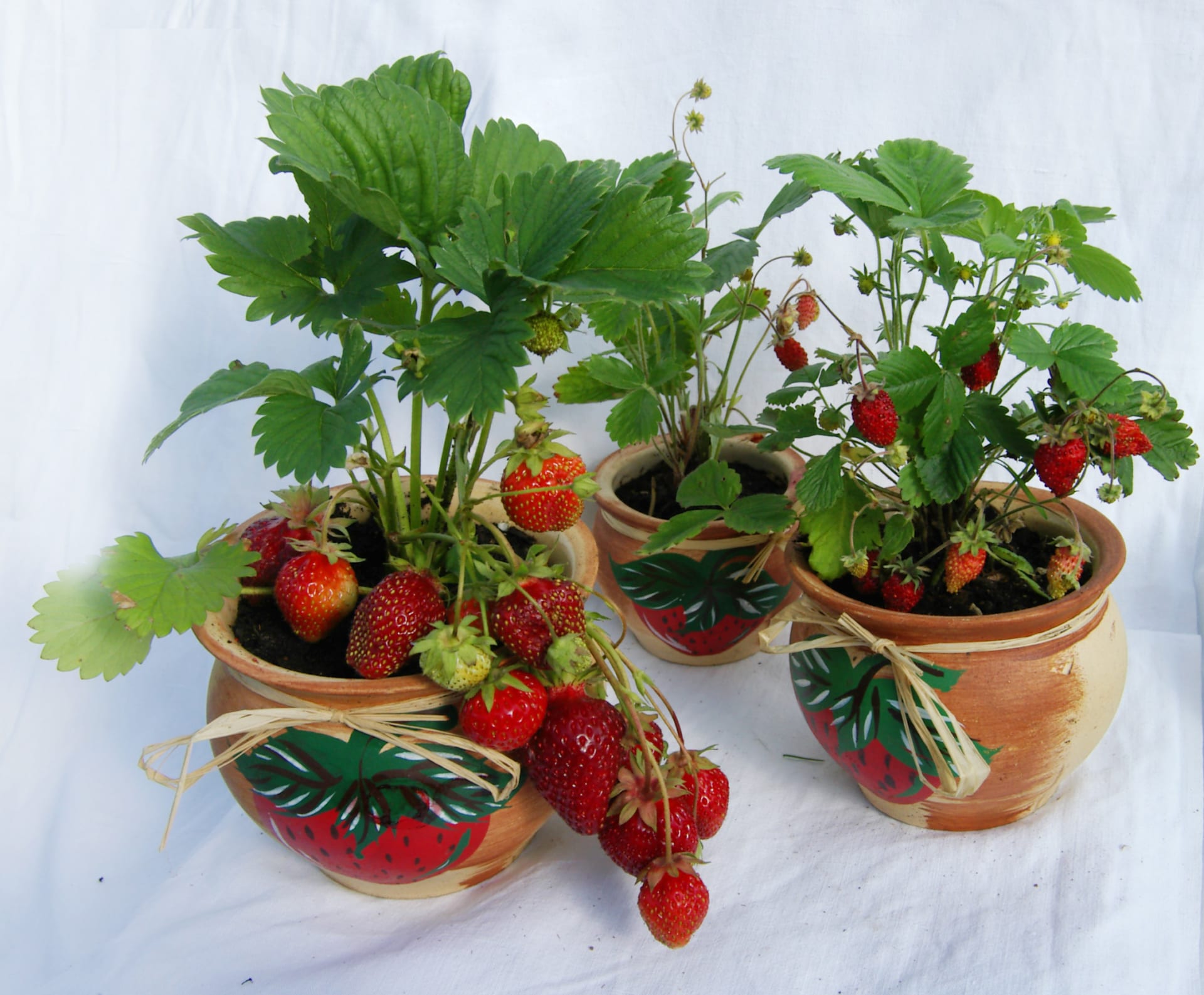 Pěstovat jahody můžete i doma za oknem. 