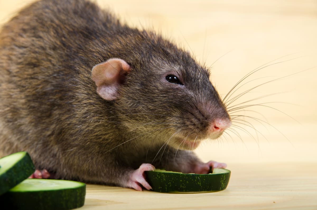 Desítky dětí se přiotrávily ve školních jídelnách v ruském Krasnojarsku. V jejich jídle byly nalezeny výkaly potkanů.