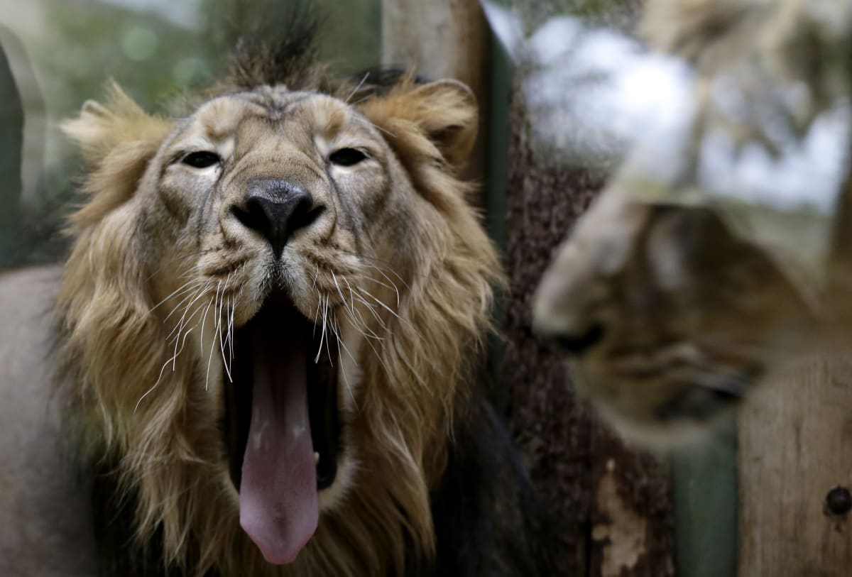 Lvi a tygři z washingtonské zoo se nakazili koronavirem. (ilustrační foto)