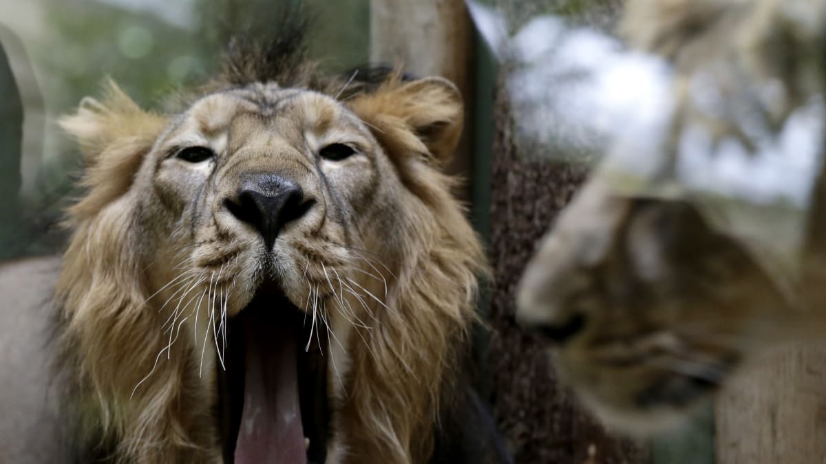 Lvi a tygři z washingtonské zoo se nakazili koronavirem. (ilustrační foto)