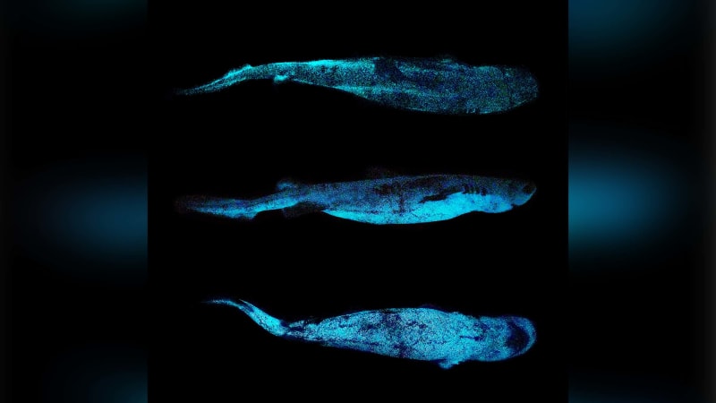 Světloun Bonnaterrův je nejpomalejším známým druhem žraloka.