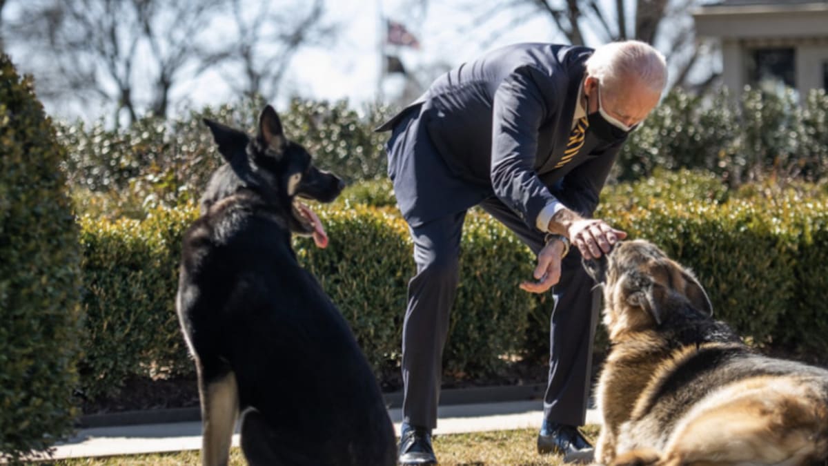 Americký prezident Joe Biden se svými psy: Champem a Majorem