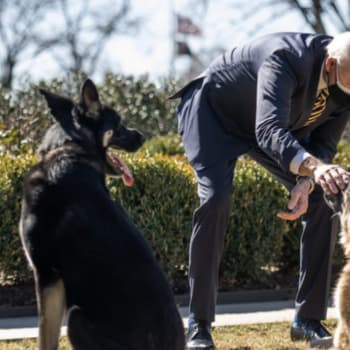 Joe Biden se svými psy: Champem a Majorem