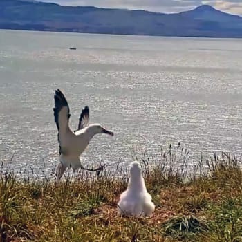 Albatrosi královští se dožívají více než 40 let.