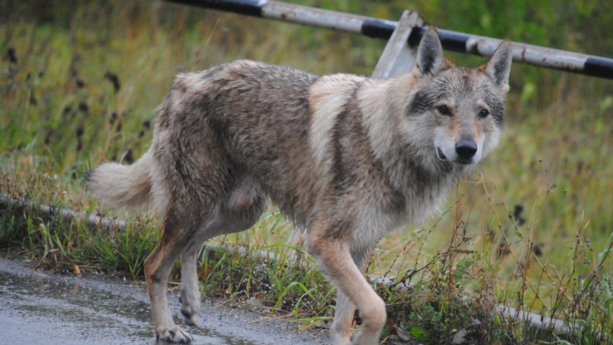 Vlk se procházel v Raspenavě. (Ilustrační foto)