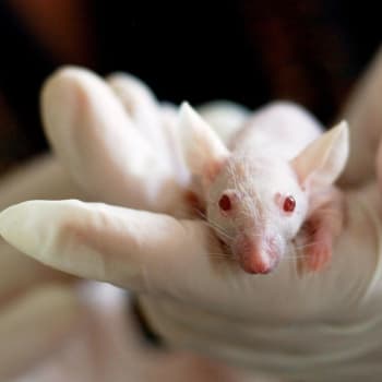 K pokusům je každoročně na celém světě využito více než sto milionů zvířat.