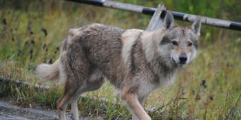 Na Liberecku se procházel vlk mezi rodinnými domy, v kraji šelmy zabíjejí telata