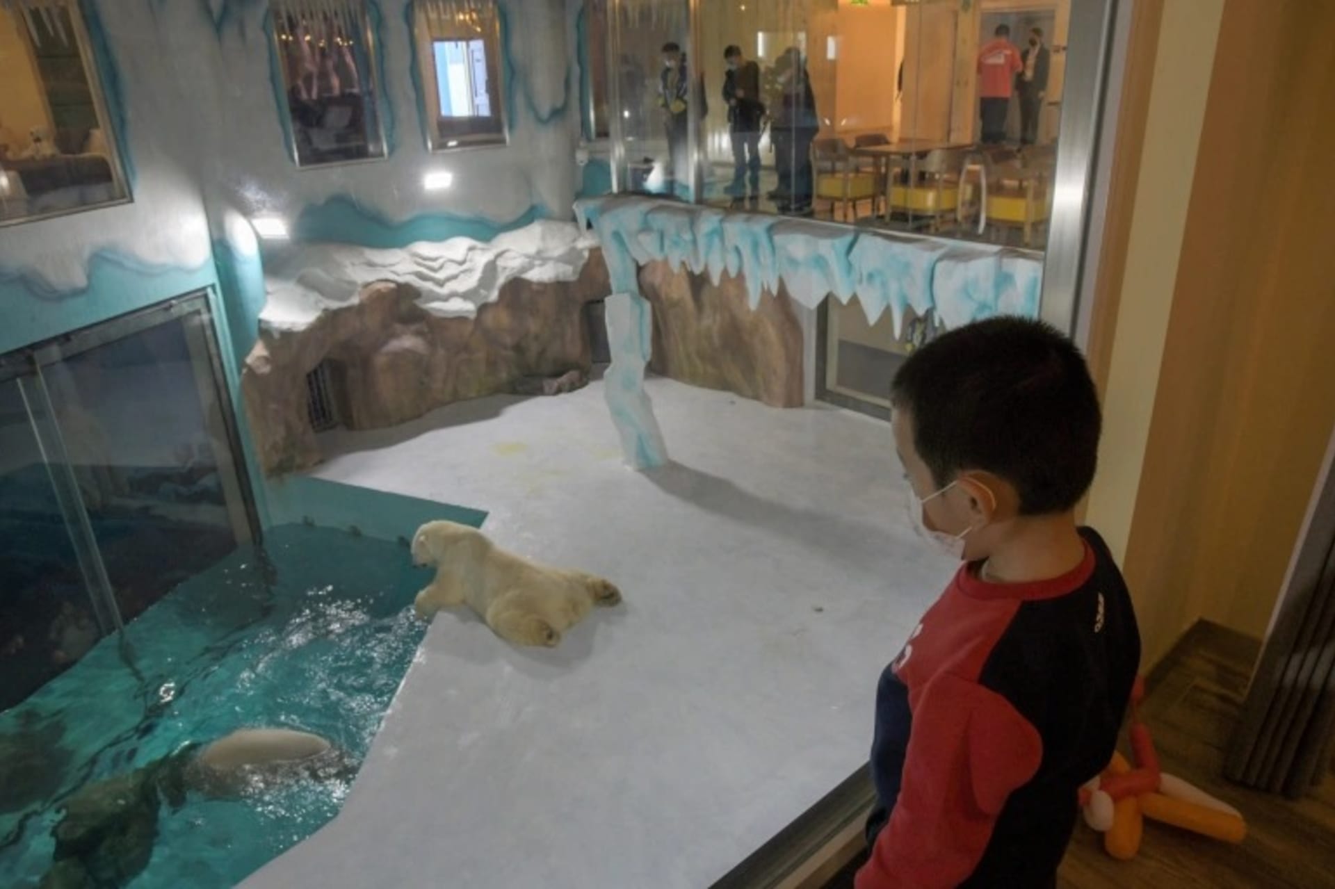 V Číně vznikl hotel, kde můžete ze svých pokojů pozorovat ve výběhu lední medvědy.