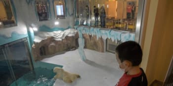 Místo sousedů výběh s ledními medvědy. Čínský hotel podle ochránců těží z utrpení zvířat