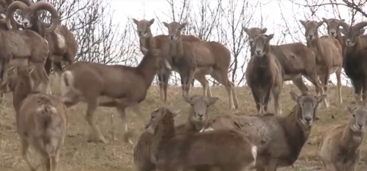 Unikátní stádo muflonů z Broumovska zanikne kvůli útokům vlků.