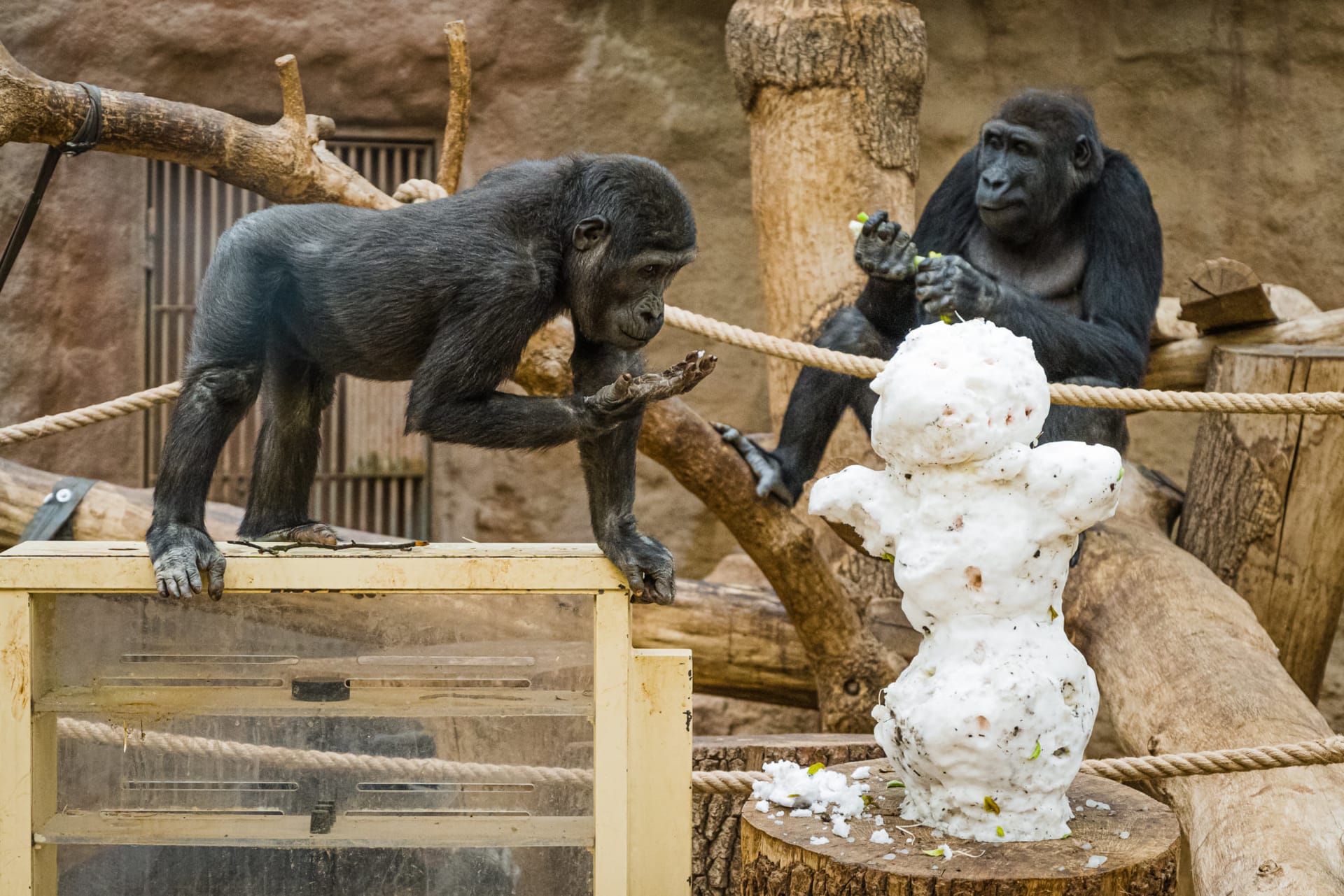 Gorily si hrají se sněhulákem v pražské zoologické zahradě. (Ilustrační fotografie)