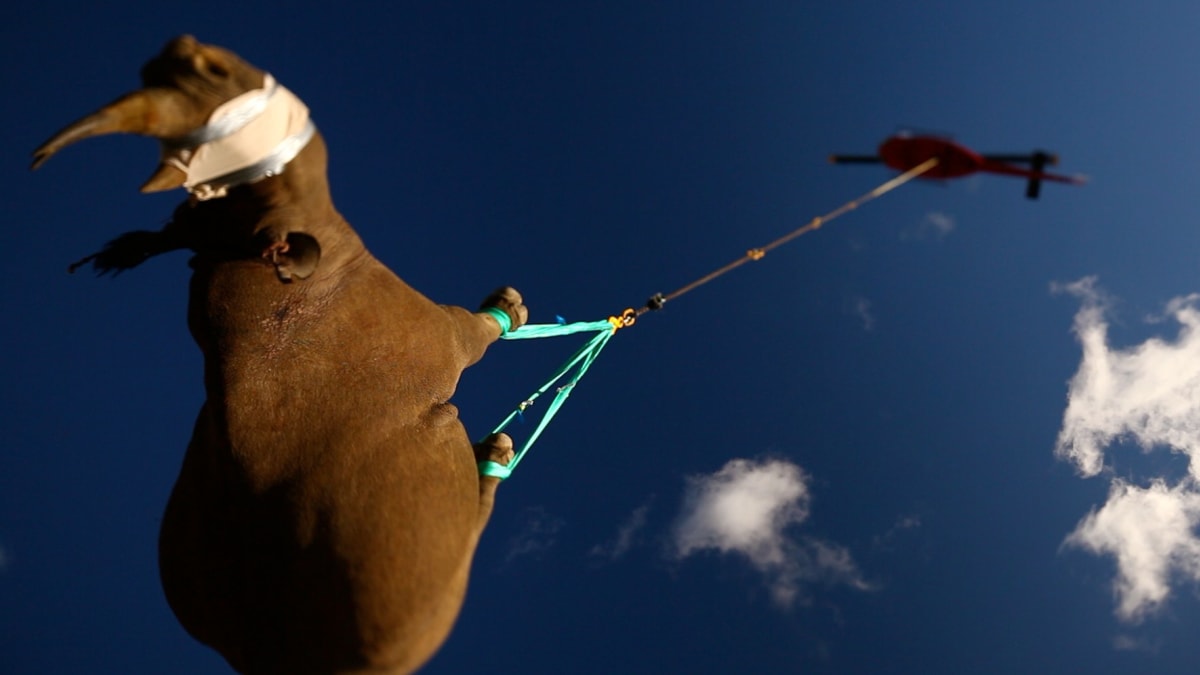nosorožci jsou pro účely přesunu uspáváni.