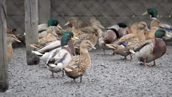 Na Jindřichohradecku uhynuly tisíce kachen. Zabila je ptačí chřipka