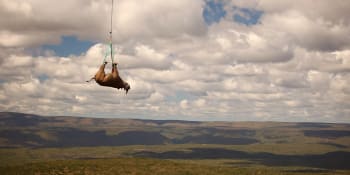 Vzduchem a hlavou dolů: Přeprava nosorožců dvourohých jako artistické číslo