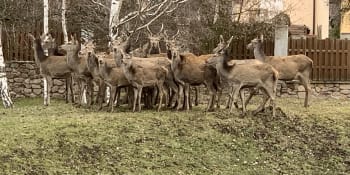 Do Krupky na Teplicku zabloudilo stádo jelenů. Zmateně pobíhalo mezi domy