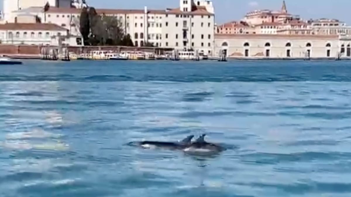 Párek delfínů si udělal výlet do centra Benátek (zdroj: CERT)