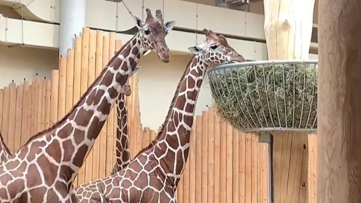 Žirafy zoologické zahradě ve Dvoře Králové