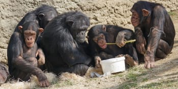 Méně agresivity, více dobré nálady: Co všechno může u primátů ovlivnit jídelníček?