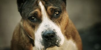 Kde se berou psí zabijáci? Za chování může nevhodné křížení a špatní majitelé