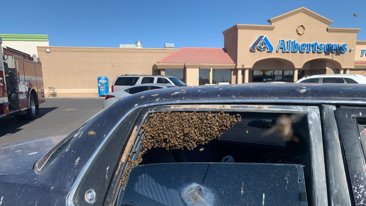 V Novém Mexiku se do zaparkovaného auta dostal roj odhadem patnácti tisíc včel. 