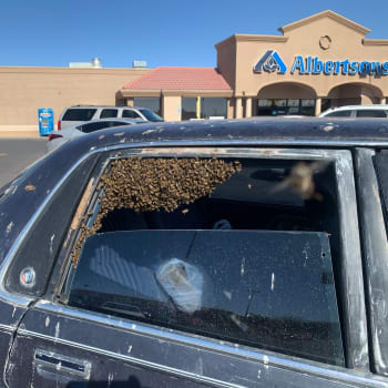 V Novém Mexiku se do zaparkovaného auta dostal roj včel