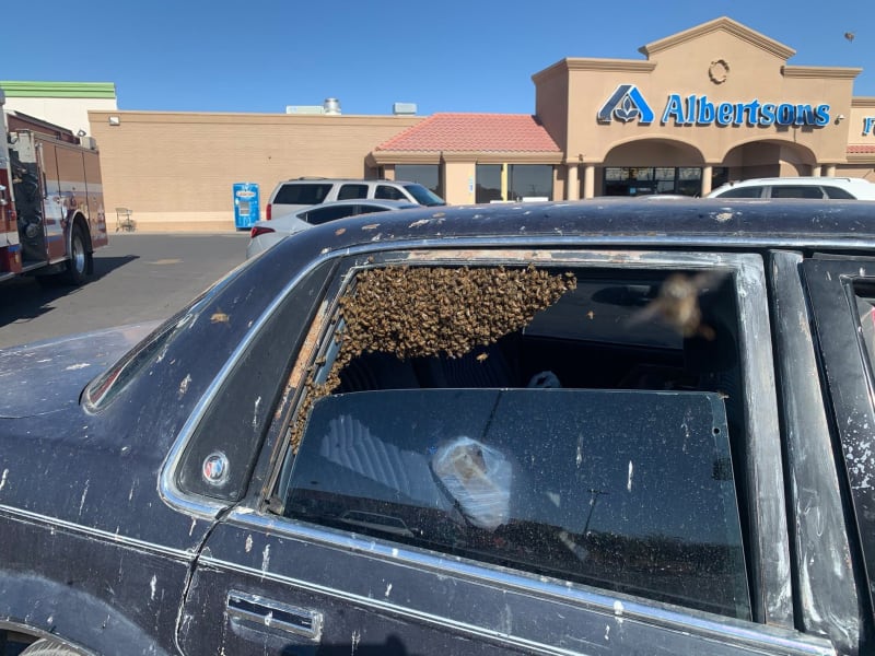 V Novém Mexiku se do zaparkovaného auta dostal roj včel.