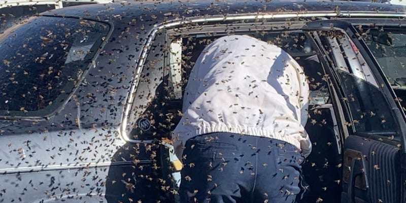 Hasič a příležitostný včelař Jesse Johnson přemístil včely z parkoviště supermarketu na svůj pozemek. 