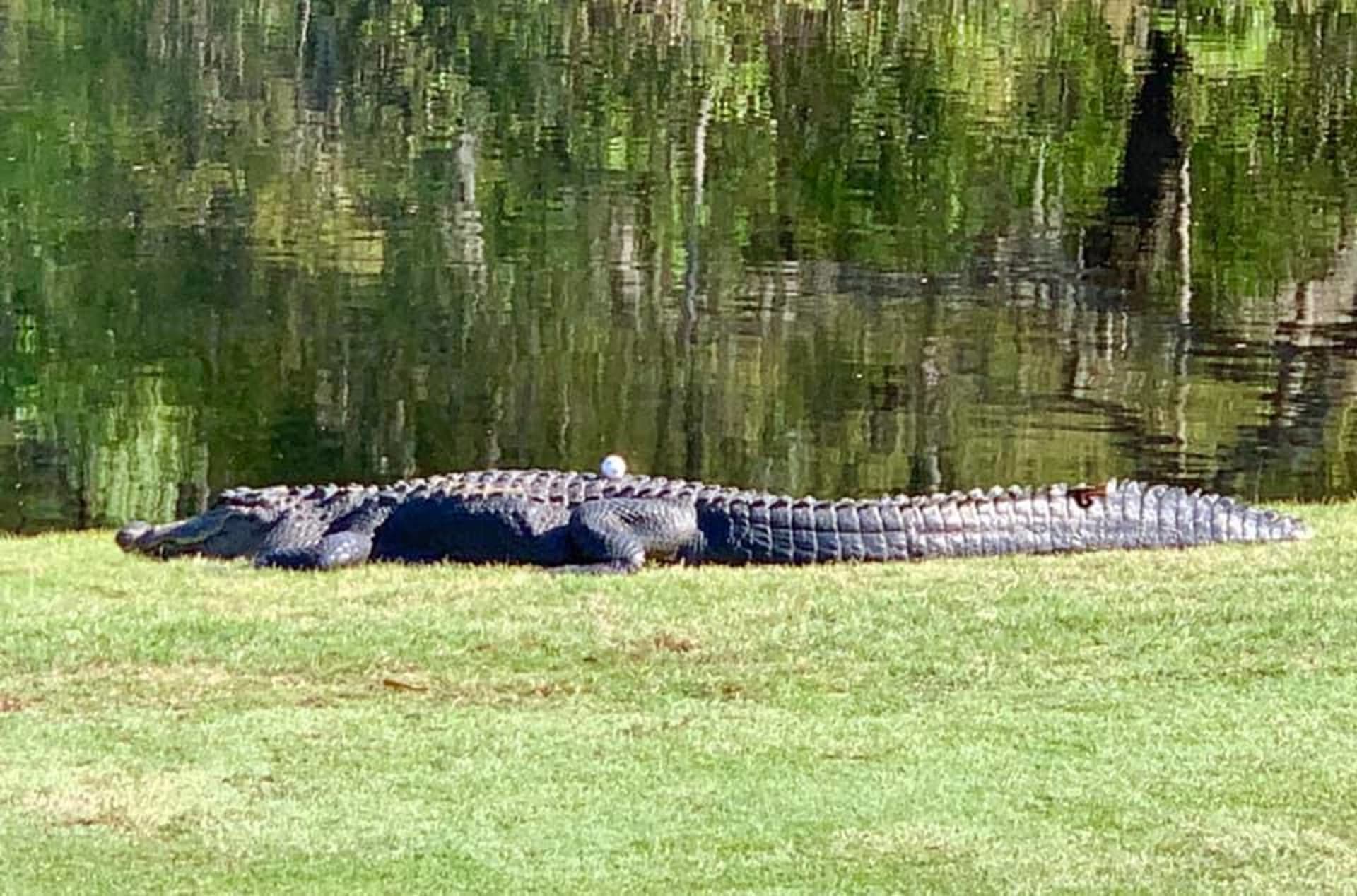 Golfový míček přistál na hřbetu dvoumetrovém aligátora. (Autor: Kristine Robinsonová)
