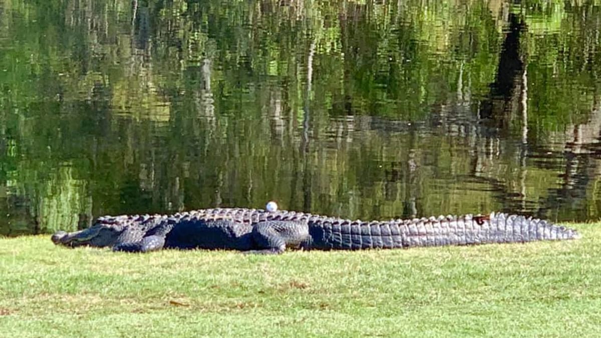 Golfový míček přistál na hřbetu dvoumetrovém aligátora. (Autor: Kristine Robinsonová)