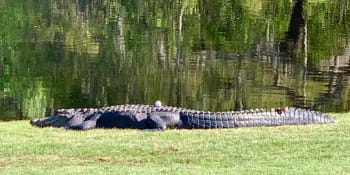 Neskutečný golfový odpal: Míček přistál na hřbetu aligátora. Co na to pravidla?