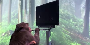 Opice díky čipům ovládá počítač jen pomocí myšlenek. Na záběrech hraje videohru