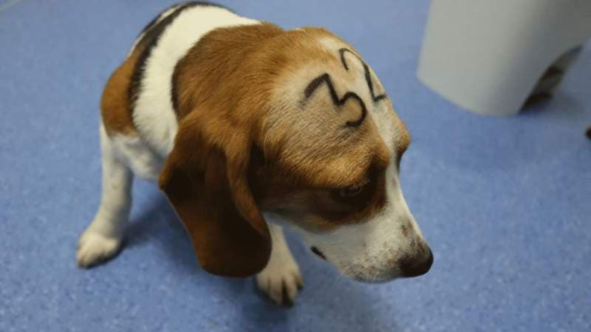 Ochránci zvířat zveřejnili šokující záběry zobrazující týrání v madridské laboratoři.
