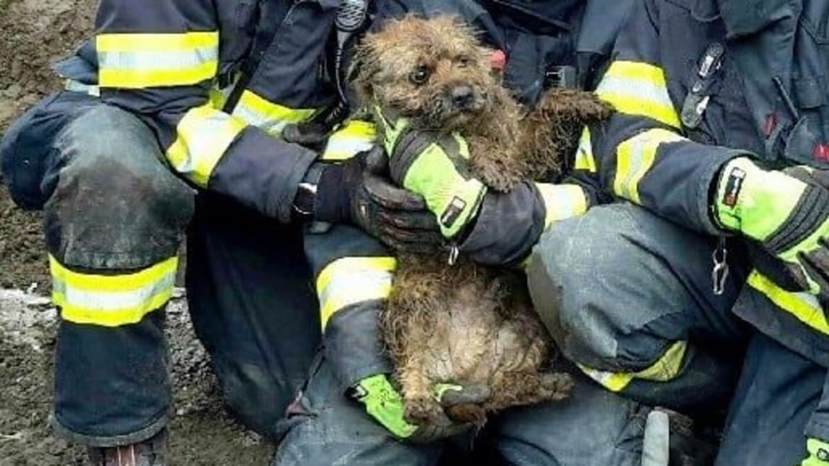  Tři jednotky hasičů zachraňovaly psa z kanalizace. 
