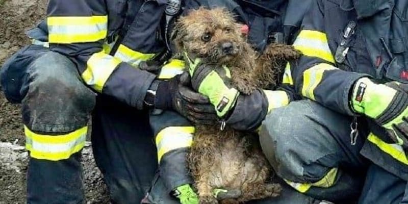  Tři jednotky hasičů zachraňovaly psa z kanalizace. 