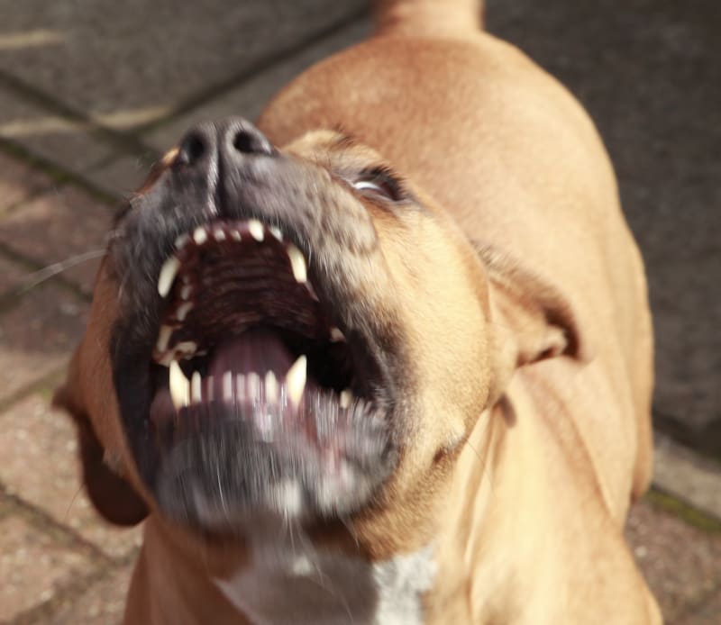 Na majitele zaútočili jeho vlastní psi. Jednalo se o pitbulteriéry. (Ilustrační snímek)