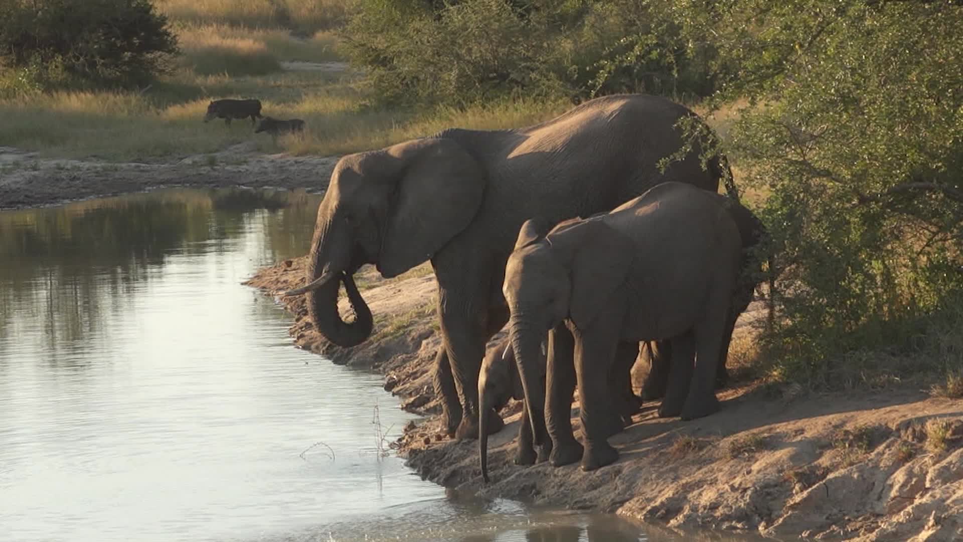 Skupina slonů v Krugerově národním parku