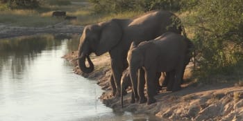 Sloni ušlapali pytláka, který se snažil utéct před strážci národního parku 