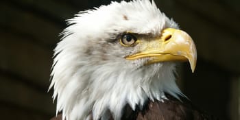 Smrtící ekosystém: Vědci odhalili příčinu vymírání ptáků u amerických jezer