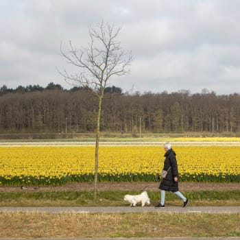Tulipánové pole v Nizozemsku