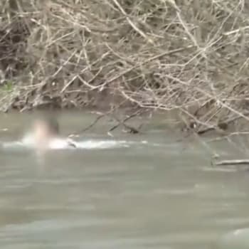 Muž skončil v řece a za hlasitého hekání prosil policisty o záchranu.