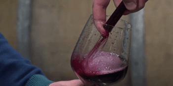 Víno, po kterém nebolí hlava. Čeští vinaři se svým mokem ovládli mezinárodní soutěž