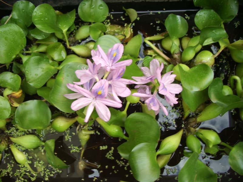 K nejznámějším vodním rostlinám patří vodní hyacint