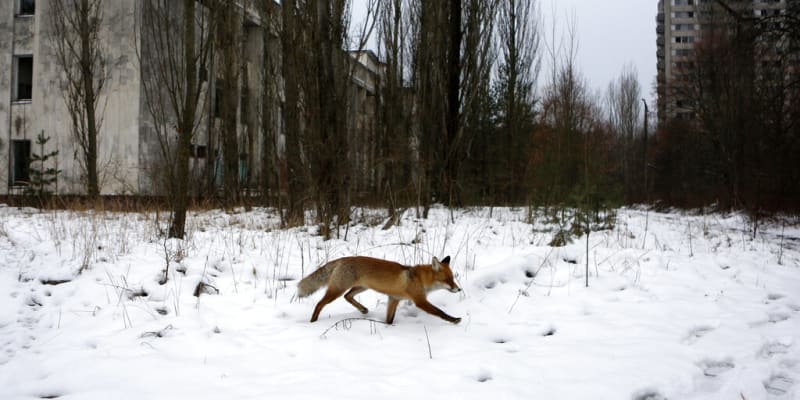 Liška běží mezi opuštěnými domy v Pripjati
