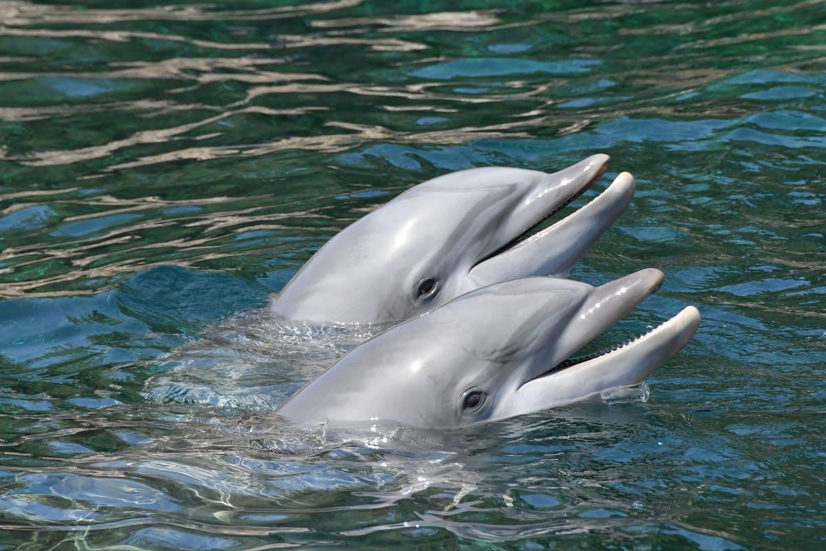 Delfín dokáže při nepříjemných zvucích potlačit citlivost svých sluchových buněk.