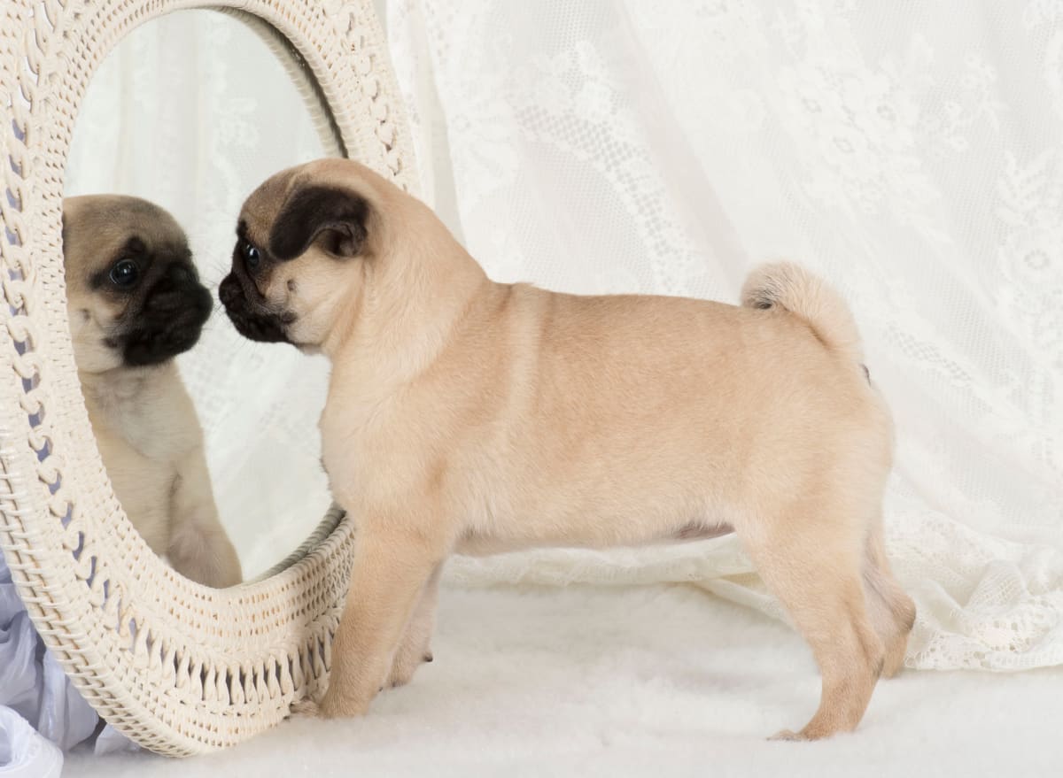 Pes v zrcadle nevidí sám sebe, proto na svůj odraz vrčí.