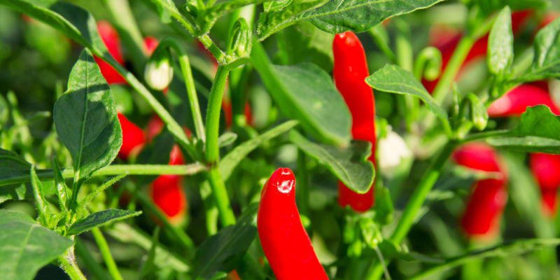 Chilli paprička má sytou červenou barvu