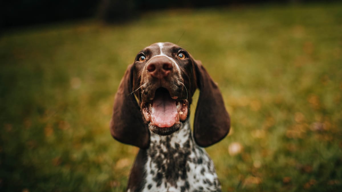 Každý šťastný pes má doma šťastného páníčka: Tak nezapomeňte na správnou výživu